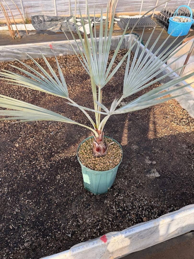 ブラヘアアルマータ　検）ココスヤシ　サバルヤシ　ワシントンヤシ　カナリーヤシ