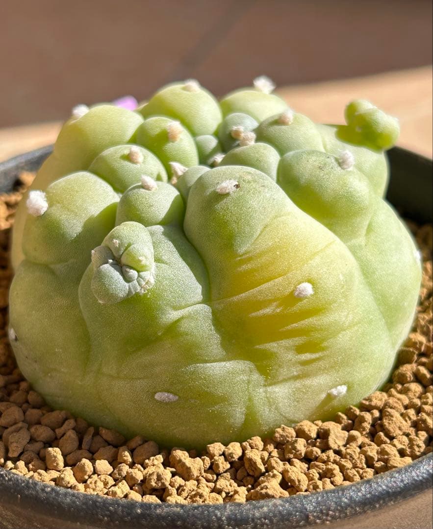 ニコチュー　ロフォフォラ　疣銀冠玉錦　超美株