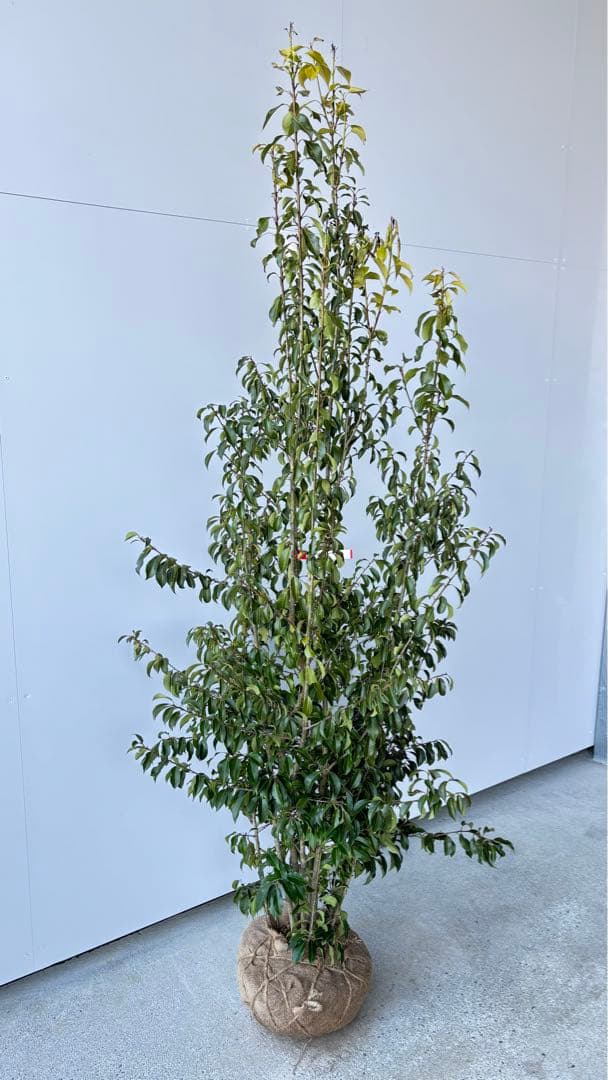 良形の株立 お庭の主役にどうぞ ソヨゴ 460 樹高1.9m位 常緑樹