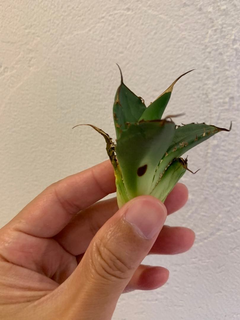 【goodtaniku】雲南実生 黑王2世 活着 鉢ごと発送