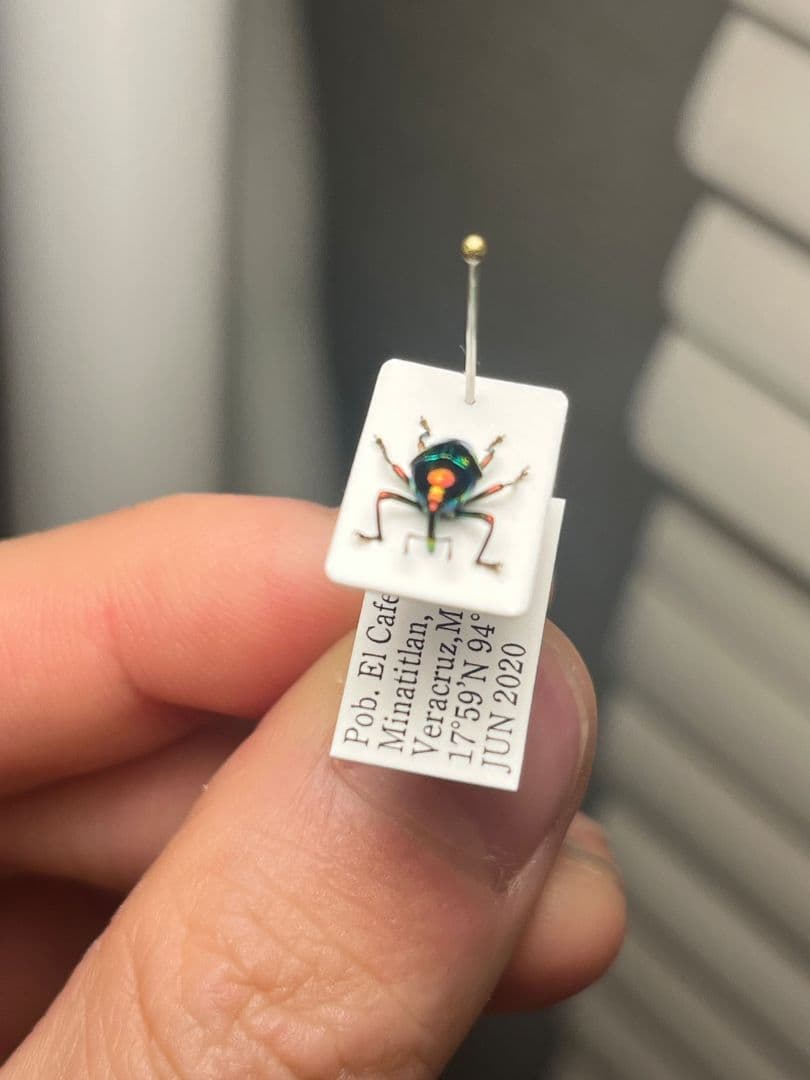 【属内最高峰】ホウセキヒメカタゾウムシ コブハムシ タマムシ 超美麗種 昆虫標本