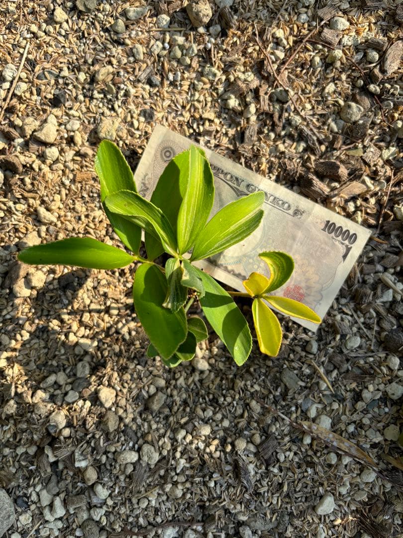 斑入りソテツ　ザミア　メキシコザミア　斑入りザミア