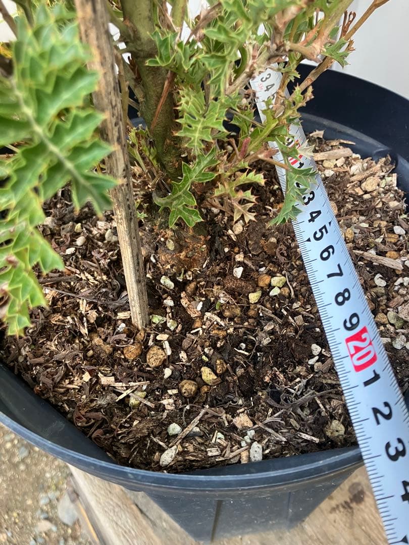 【16日まで】グレビレア　グレープ　8号鉢ごと発送　オージープランツ