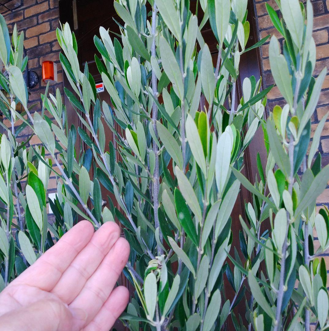 オリーブの木 シプレッシーノ 175cm❗ 大型10号 超美形 綺麗な葉色 鉢植