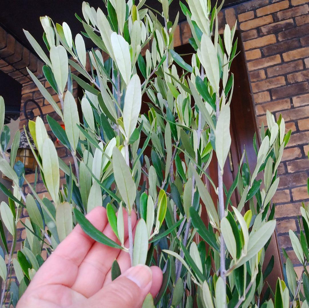 オリーブの木 シプレッシーノ 175cm❗ 大型10号 超美形 綺麗な葉色 鉢植