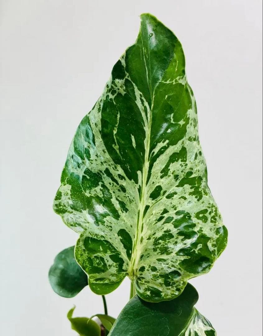 【美株】モンステラ バルバソウBulbasaur 散り斑　中小株