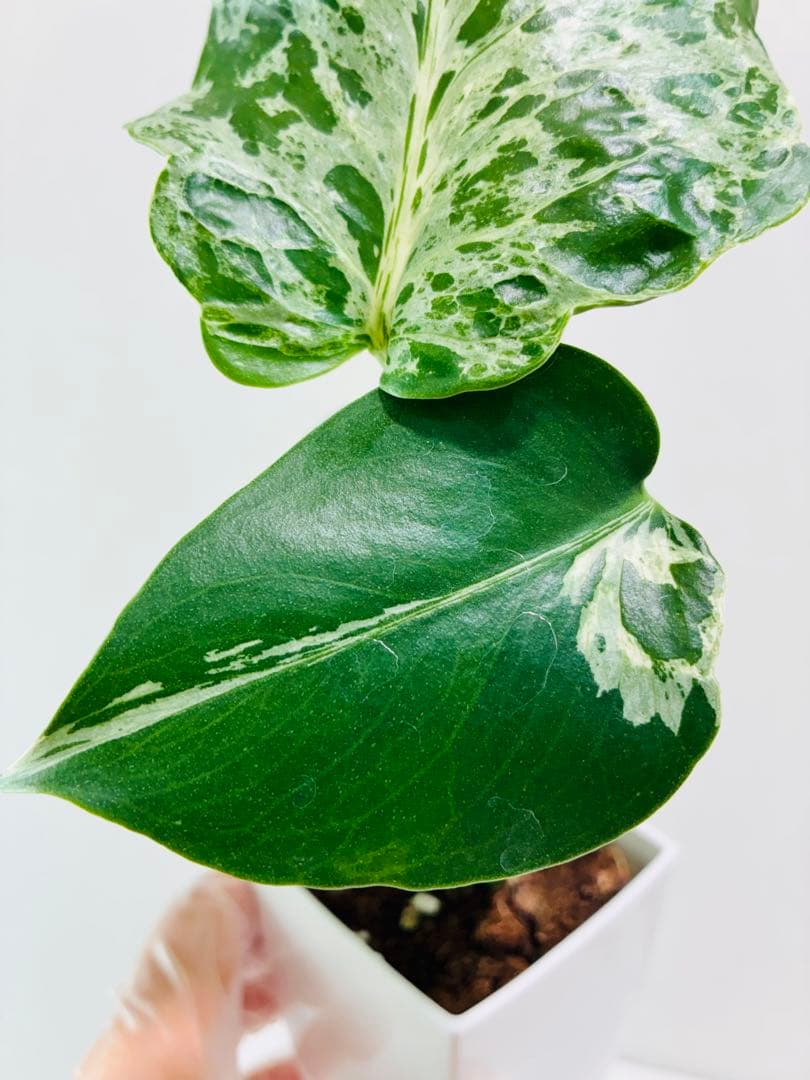 【美株】モンステラ バルバソウBulbasaur 散り斑　中小株