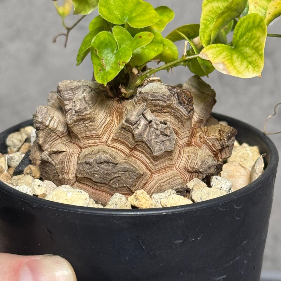 アフリカ亀甲竜　良型