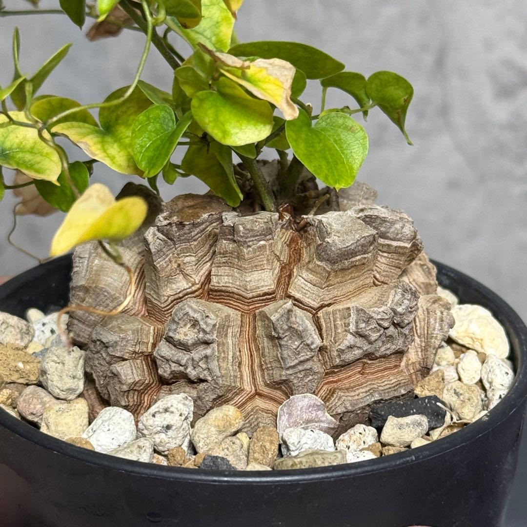 アフリカ亀甲竜　良型