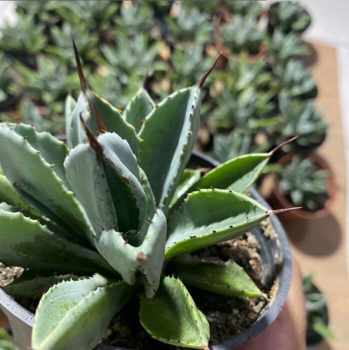 60株多肉植物 アガベ　ポタトラム　キュービック