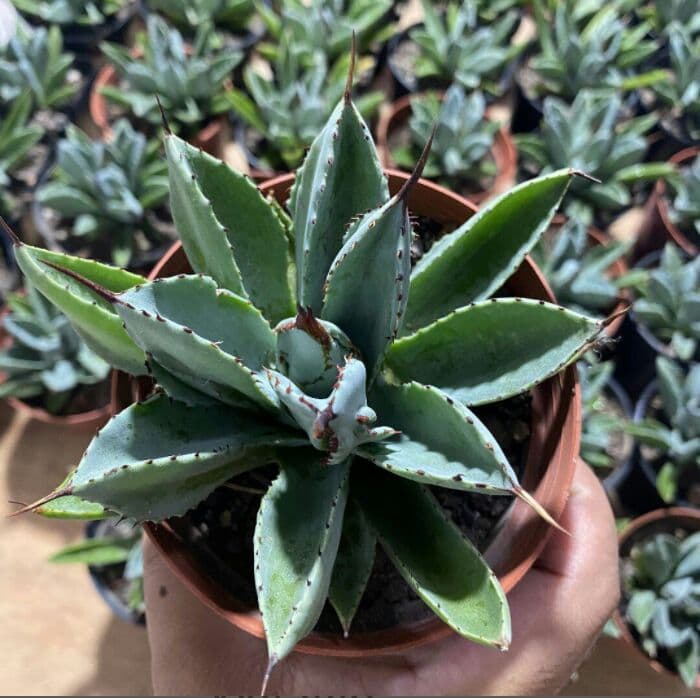 60株多肉植物 アガベ　ポタトラム　キュービック