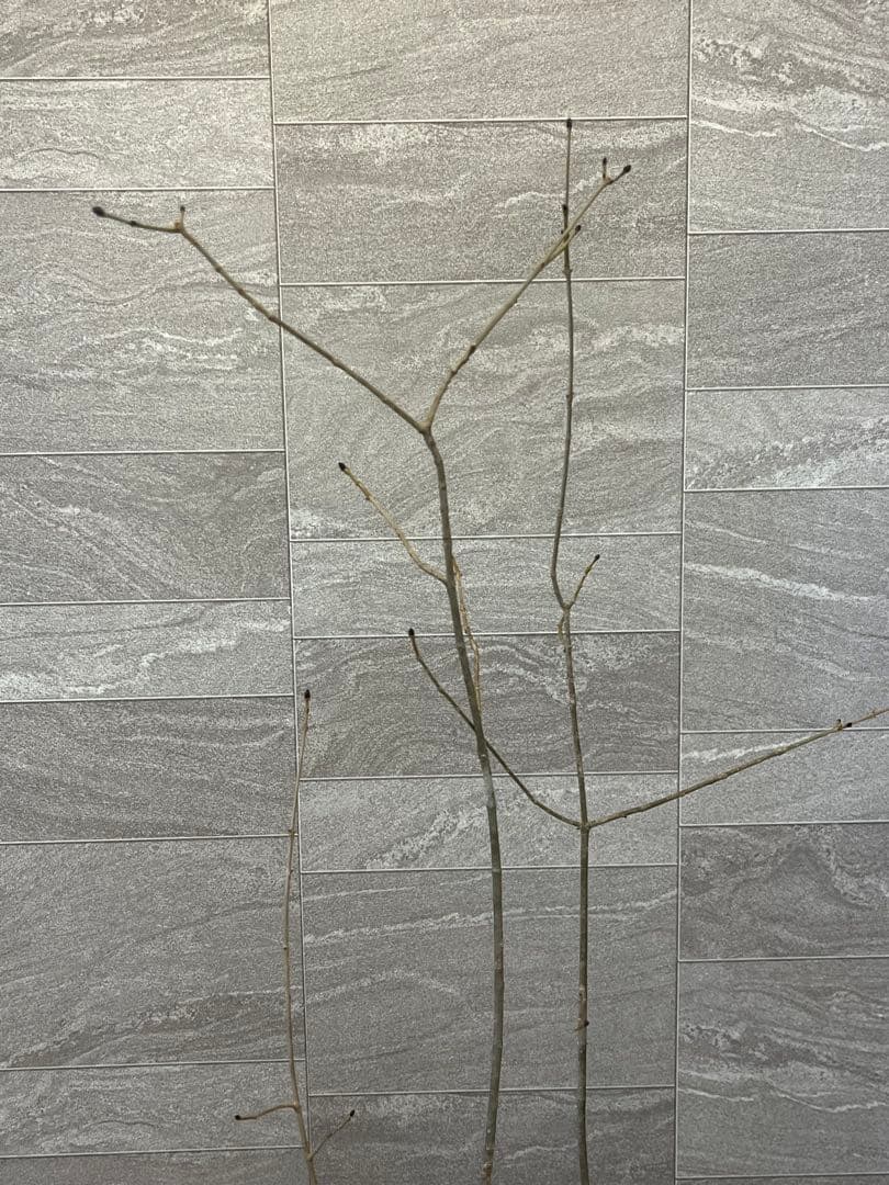 山採り天然　アオダモ　4本株立ち