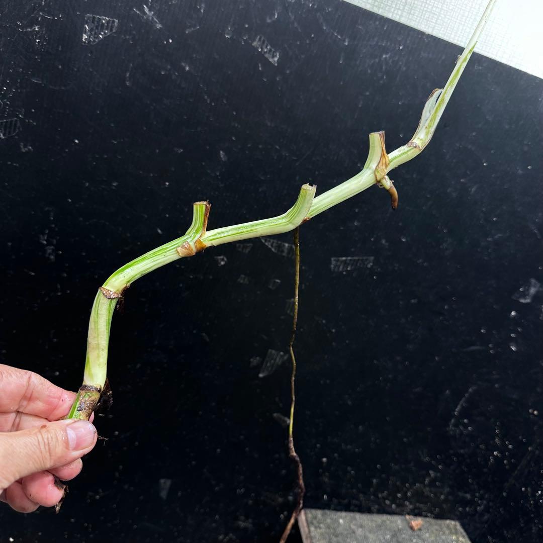 斑入りモンステラホワイトタイガー茎8株おまとめ