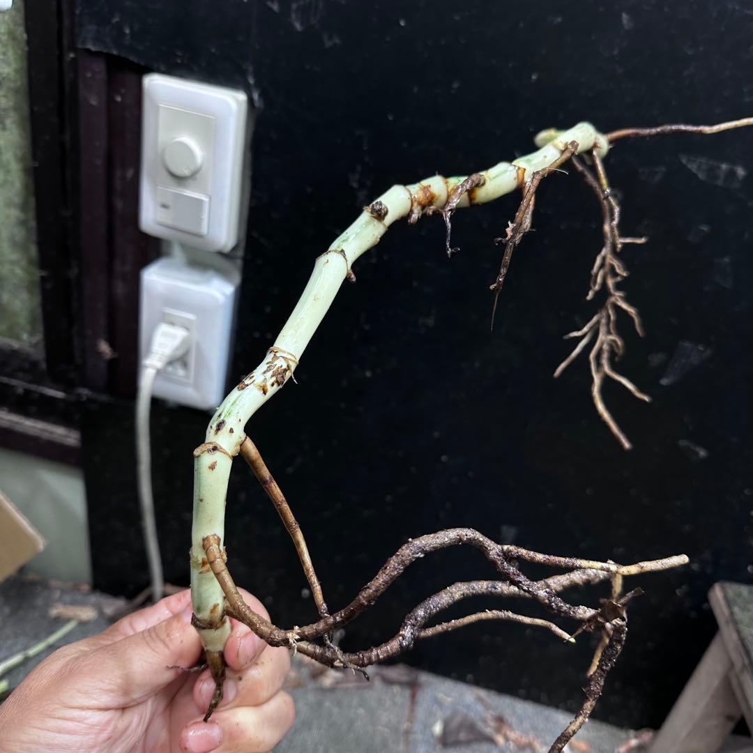 斑入りモンステラホワイトタイガー茎8株おまとめ