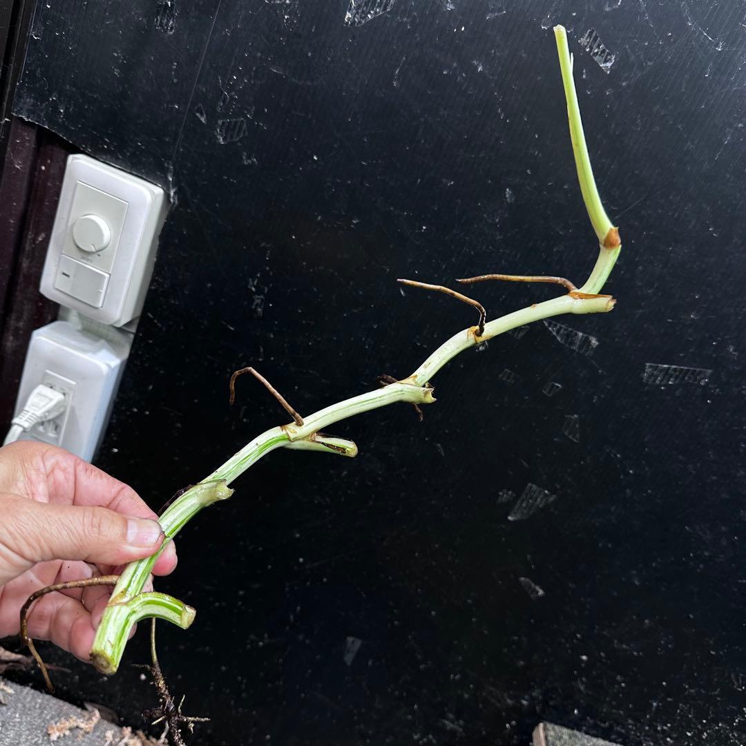 斑入りモンステラホワイトタイガー茎8株おまとめ