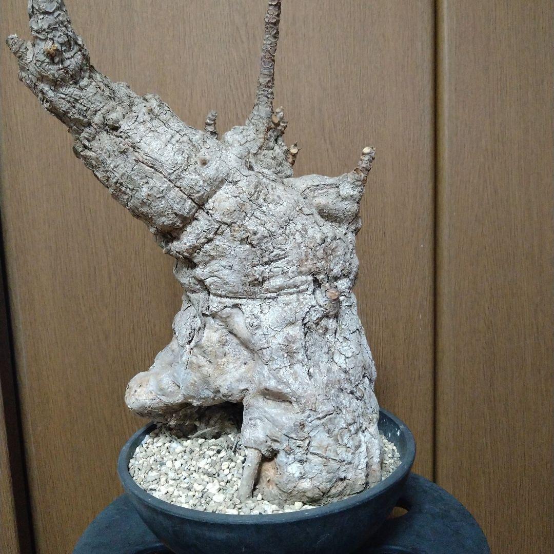 □現地球大株希少Firmiana colorataファルミアナコロラータ