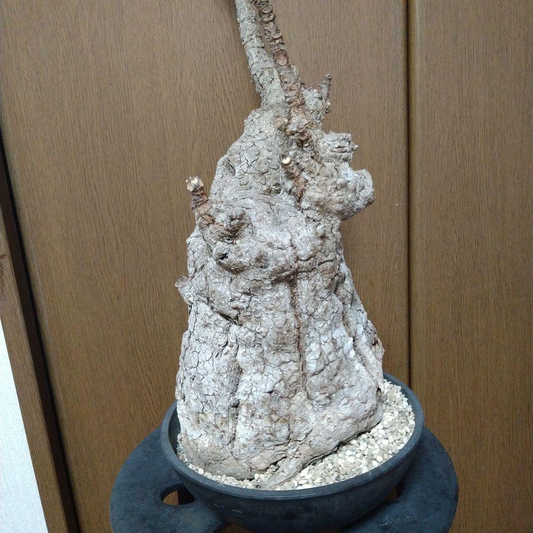 □現地球大株希少Firmiana colorataファルミアナコロラータ