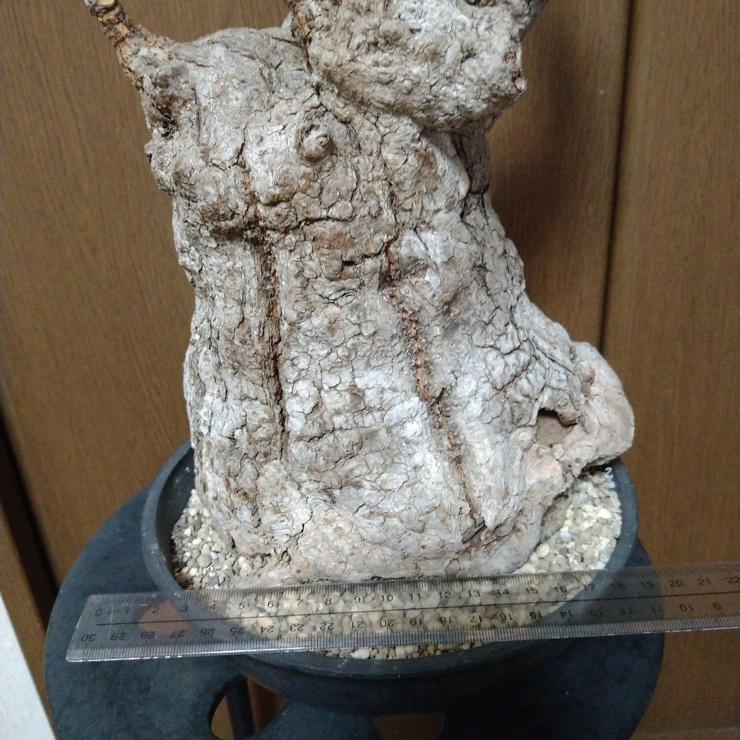 □現地球大株希少Firmiana colorataファルミアナコロラータ