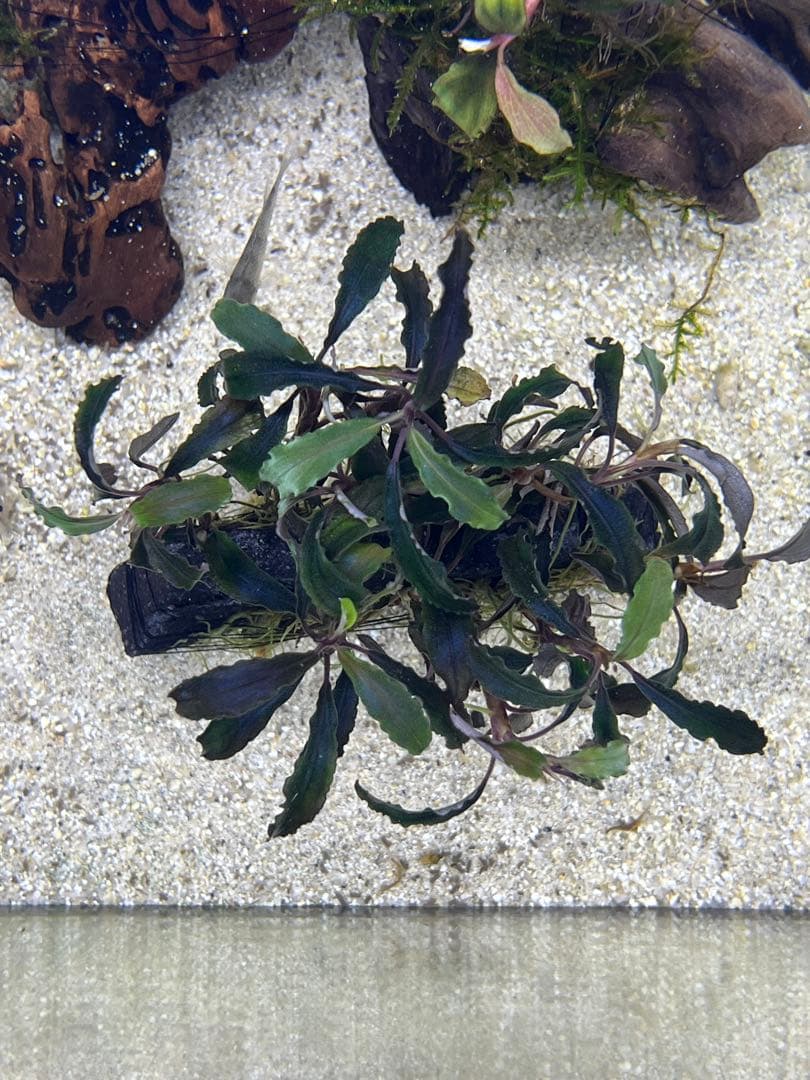 ブセファランドラspクダガン特大群生