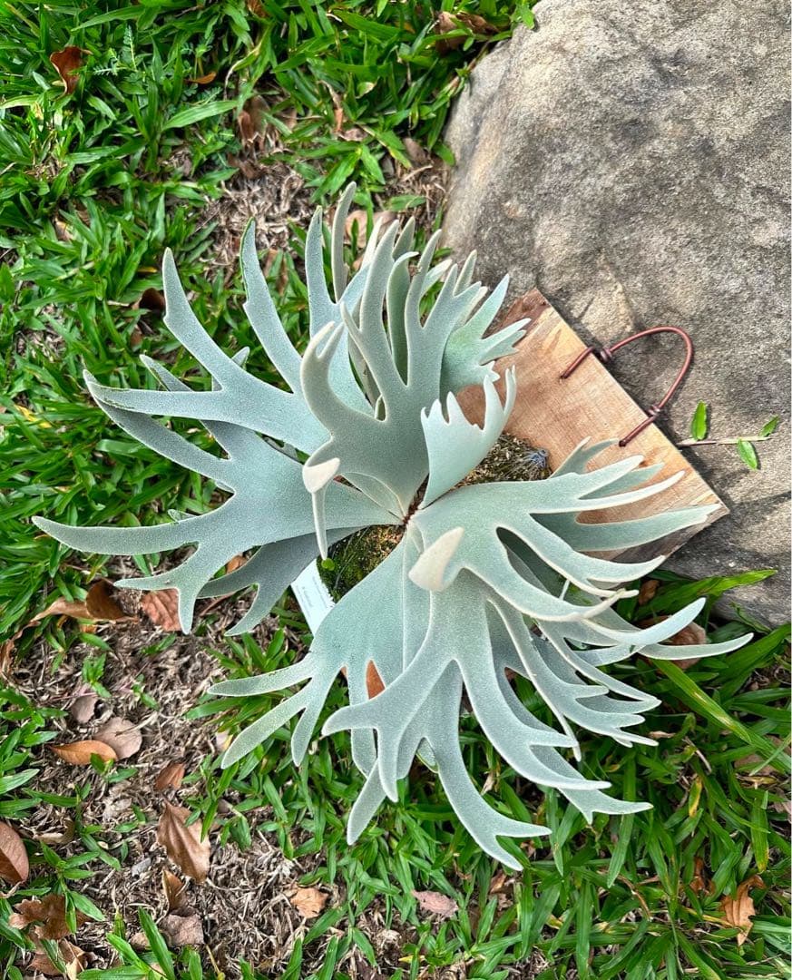 P. Gabriel ビカクシダ