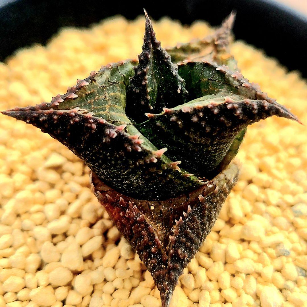 レア 大サイズ 雷燐 達磨ピンク系 4　多肉植物 ハオルチア アロエ