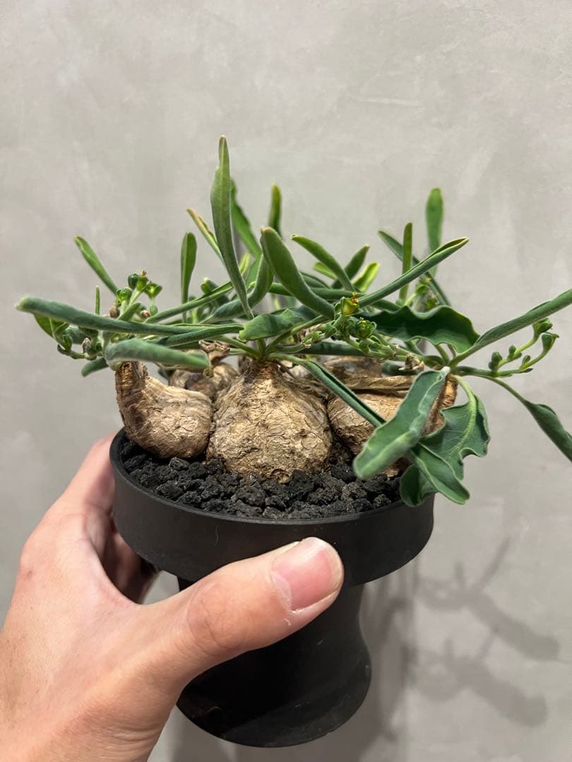 ユーフォルビア　ツベローサ　塊根植物