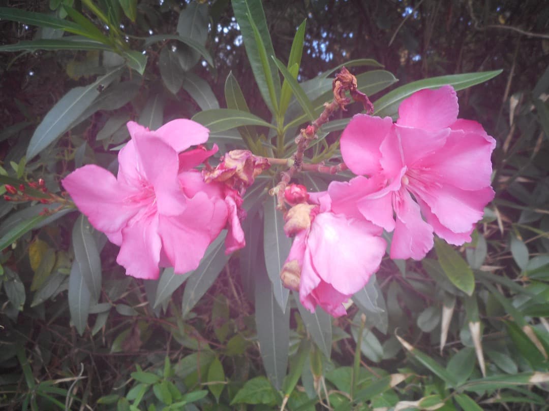 実写良⭕️【動作確認済】Nikon COOLPIX S3600 ニコン