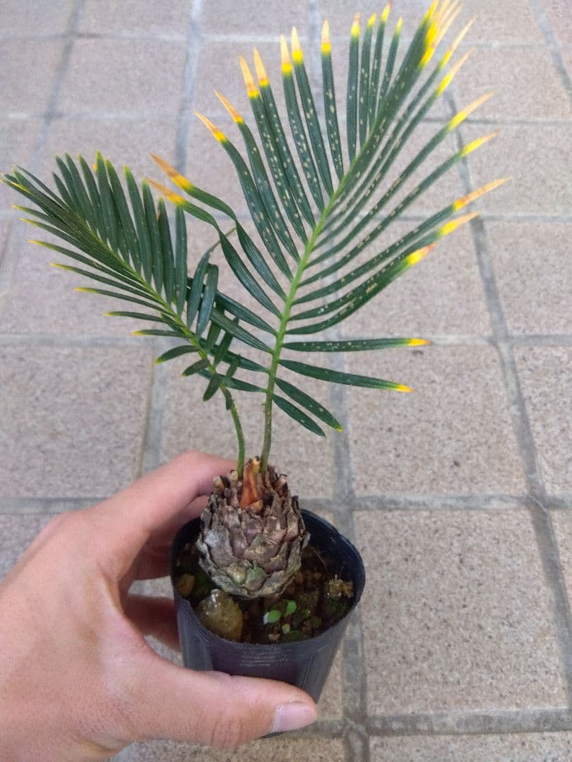 金環ソテツ　2.5号ポットつき　2株セット❗　い