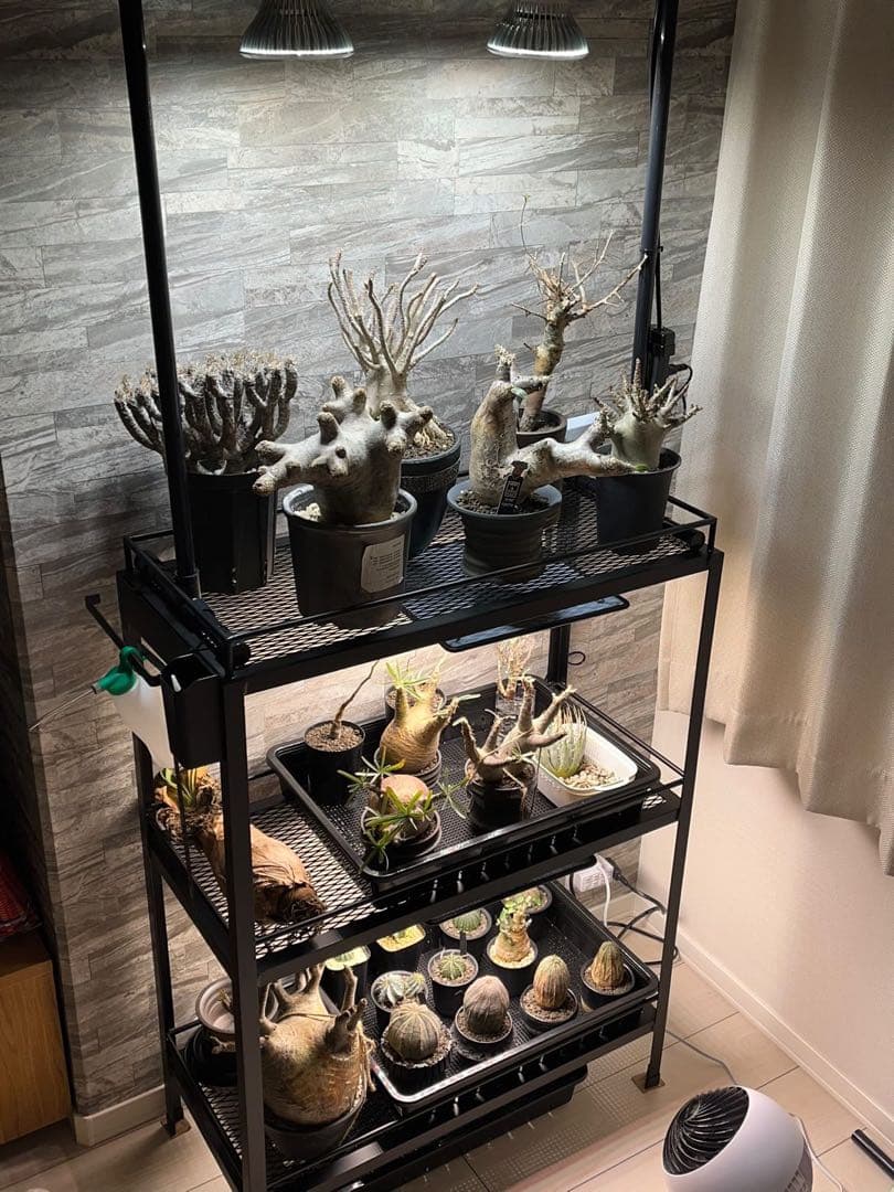 ☆送料込み☆アイアン植物棚　即購入OK ボタニカルシェルフ　アガベ　塊根　熱帯魚
