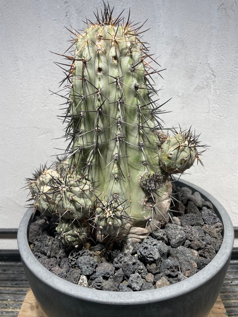 t*e様 黒王丸(16個子株付き)