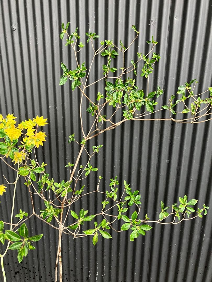 山採り　コハウチワカエデ　バイカツツジ　混合株