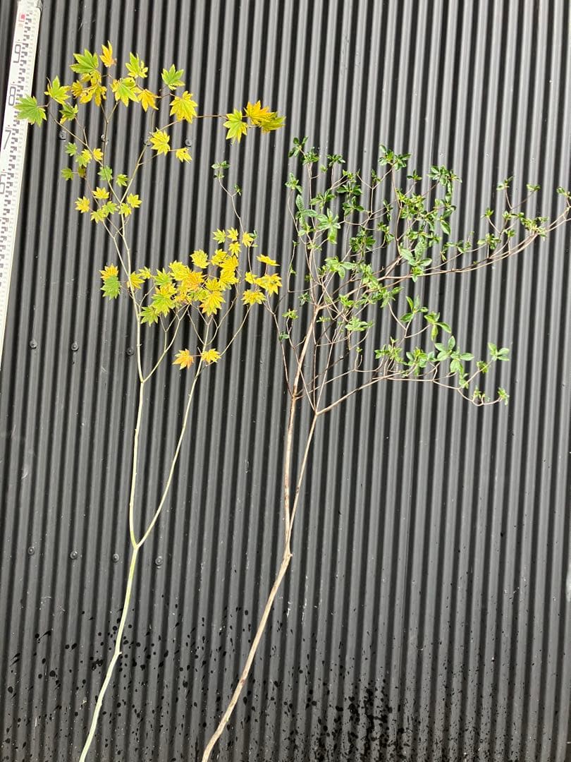 山採り　コハウチワカエデ　バイカツツジ　混合株