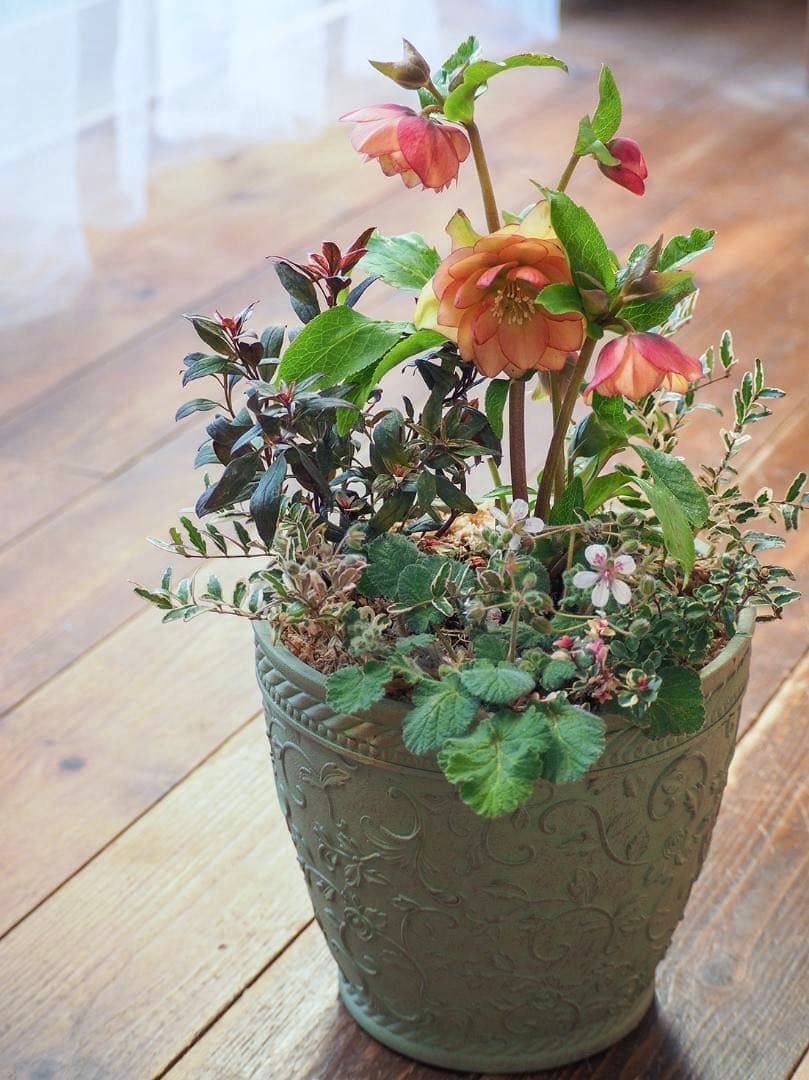 【お値引品】ウィンターシンフォニー寄せ植え