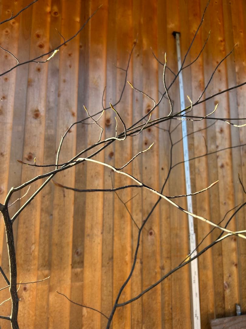 天然クロモジ　二本立苗木約270cm