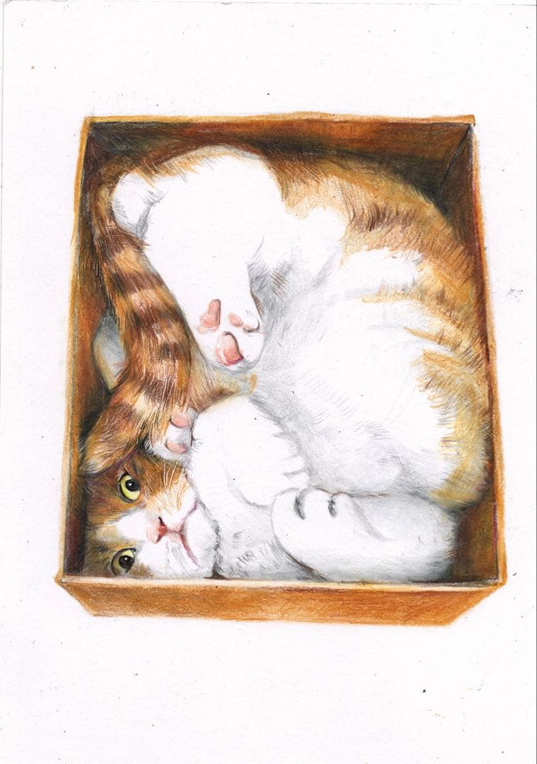 リアルな箱猫のイラスト Ｂ５サイズ 高品質のカリスマカラー使用 色鉛筆画