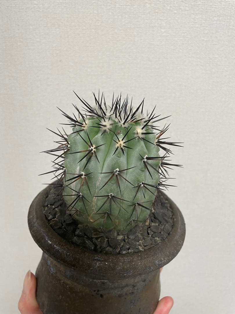 特大サイズ 自根 コピアポア シネレア 黒王丸 姫野翔太 蜂付き