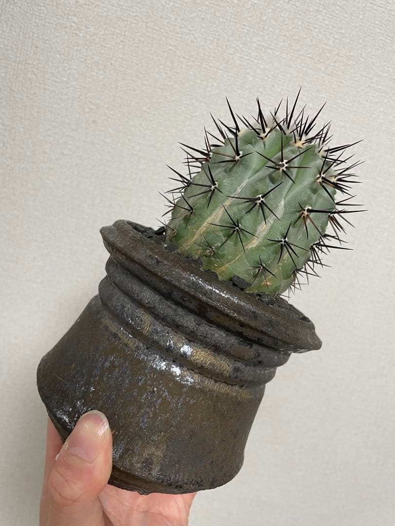 特大サイズ 自根 コピアポア シネレア 黒王丸 姫野翔太 蜂付き