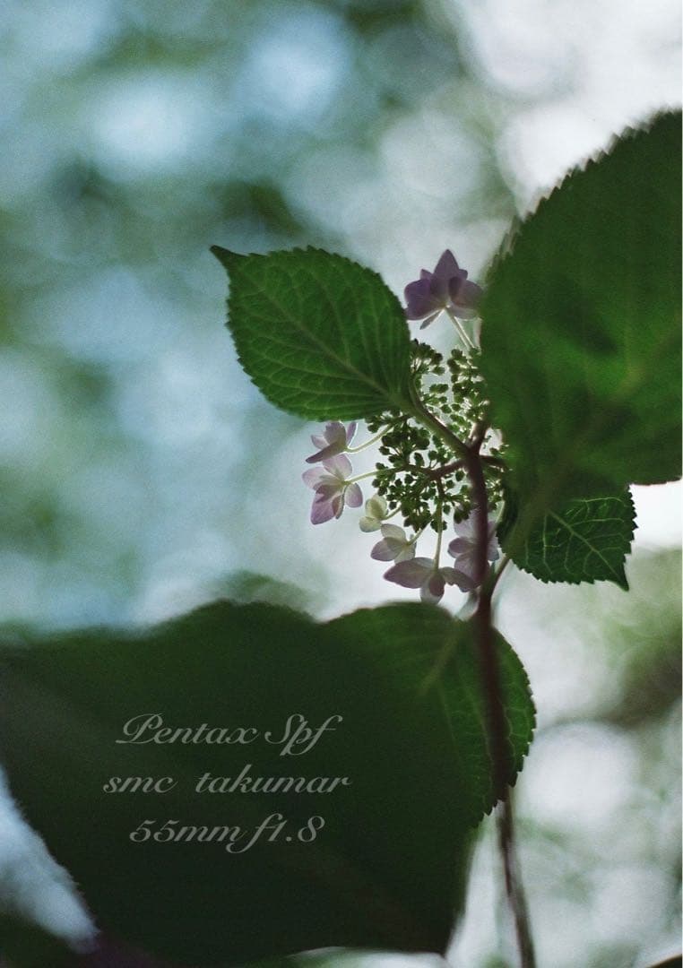 pentax spf フルセット★完動品＊美品＊初期保証付★作例多数！