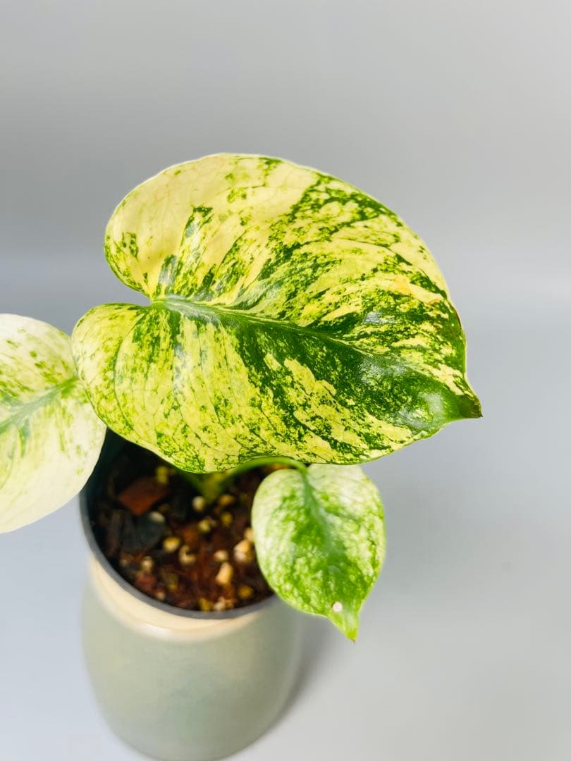 モンステラ　ミント　サイアム 斑入り　Deliciosa Mint Siam ③