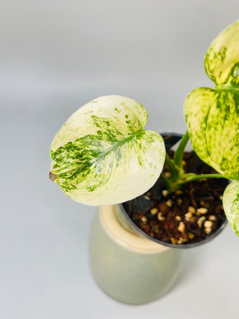 モンステラ　ミント　サイアム 斑入り　Deliciosa Mint Siam ③