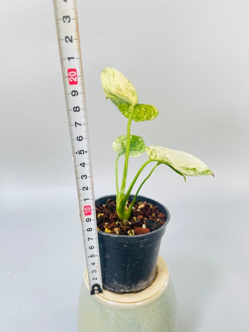 モンステラ　ミント　サイアム 斑入り　Deliciosa Mint Siam ③