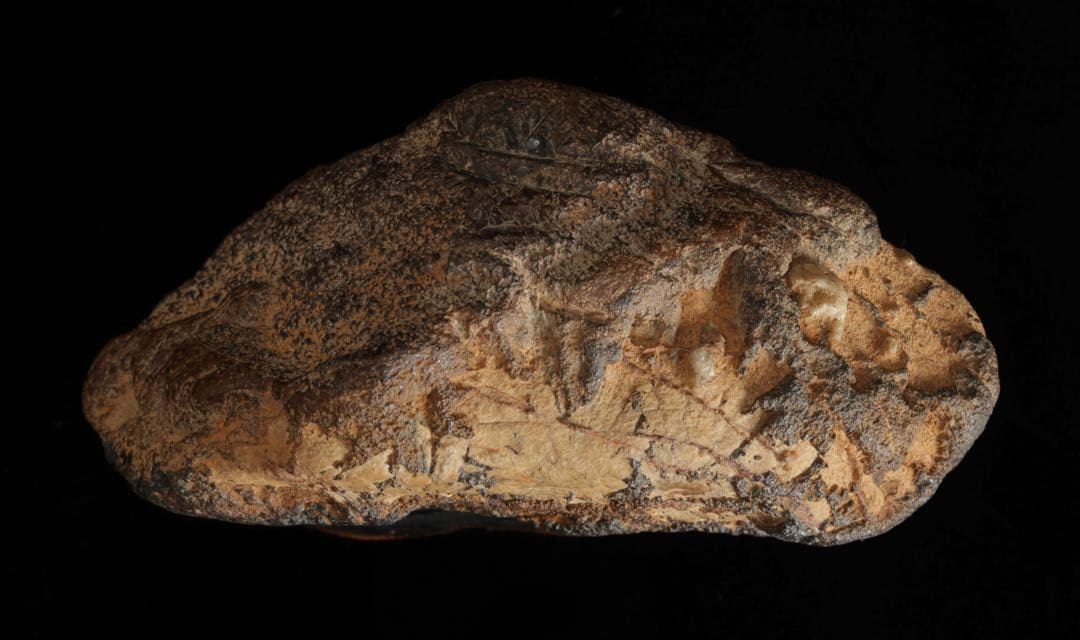 菊花石 紋石 台座 箱付 769g 鑑賞石 原石 自然石 美石 水石 盆石 飾石