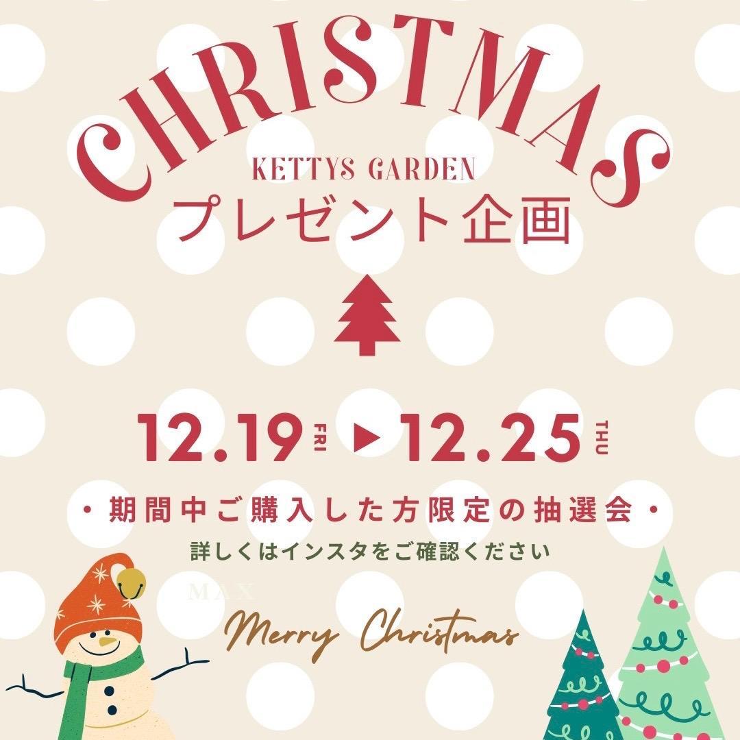 ビカクシダ P. willinckii Elves x P. OMG sporeling