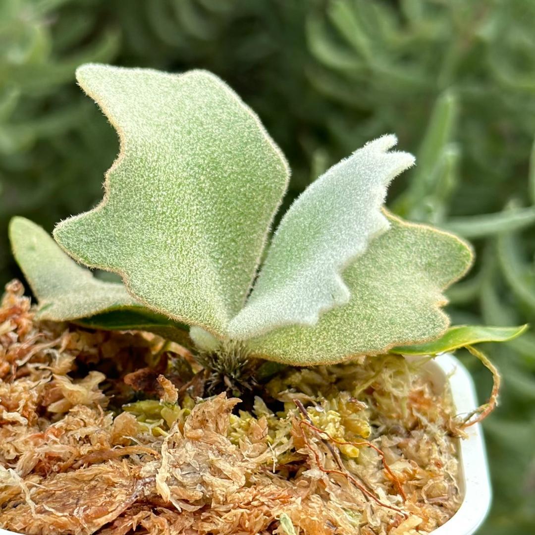 ビカクシダ P. willinckii Elves x P. OMG sporeling