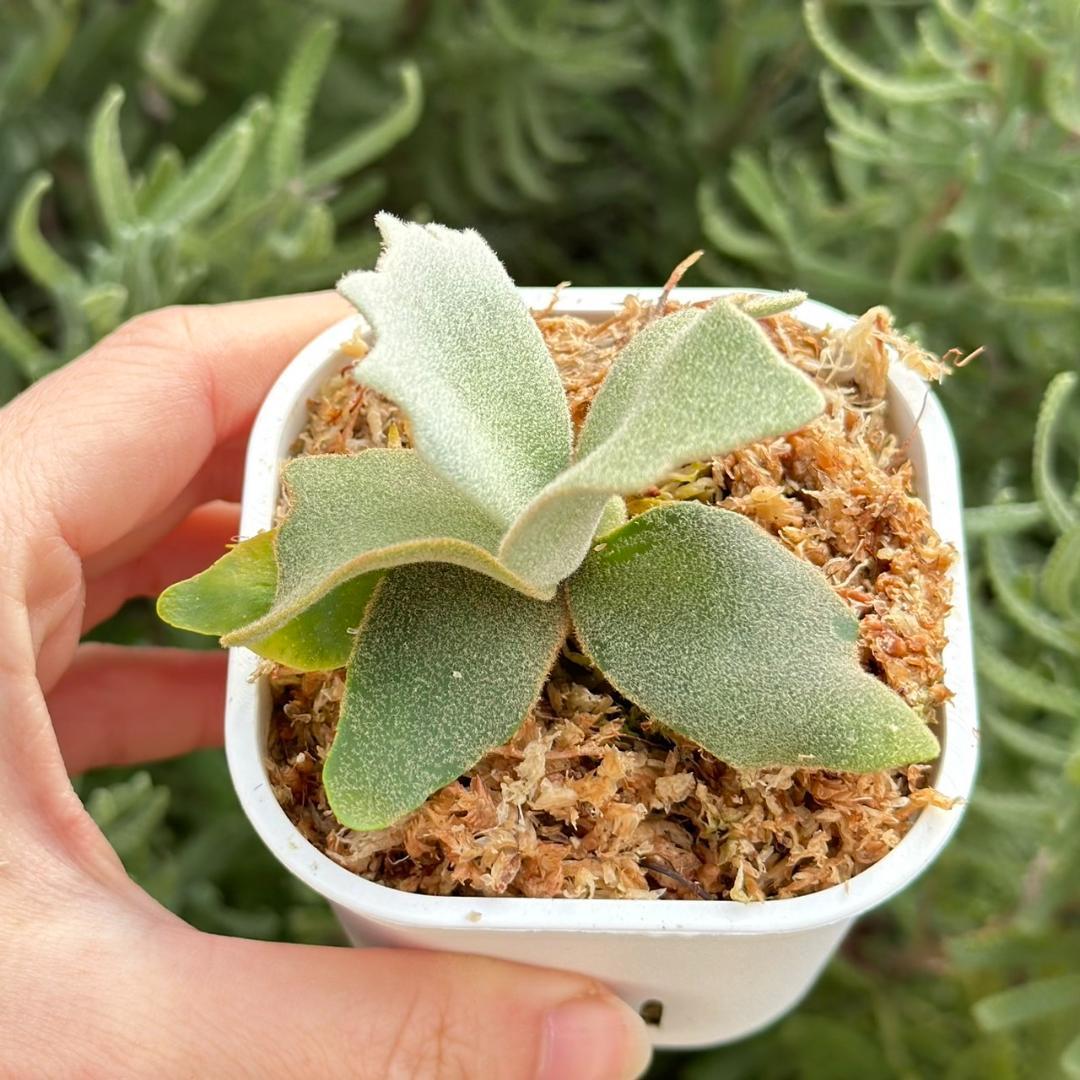 ビカクシダ P. willinckii Elves x P. OMG sporeling