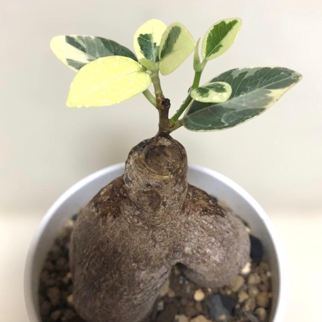 【本日SALE】パンダ　ガジュマル　斑入り　接木