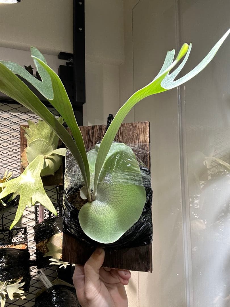 P.Elsa little crown mix スポア