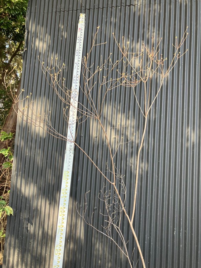 山採り　バイカツツジ