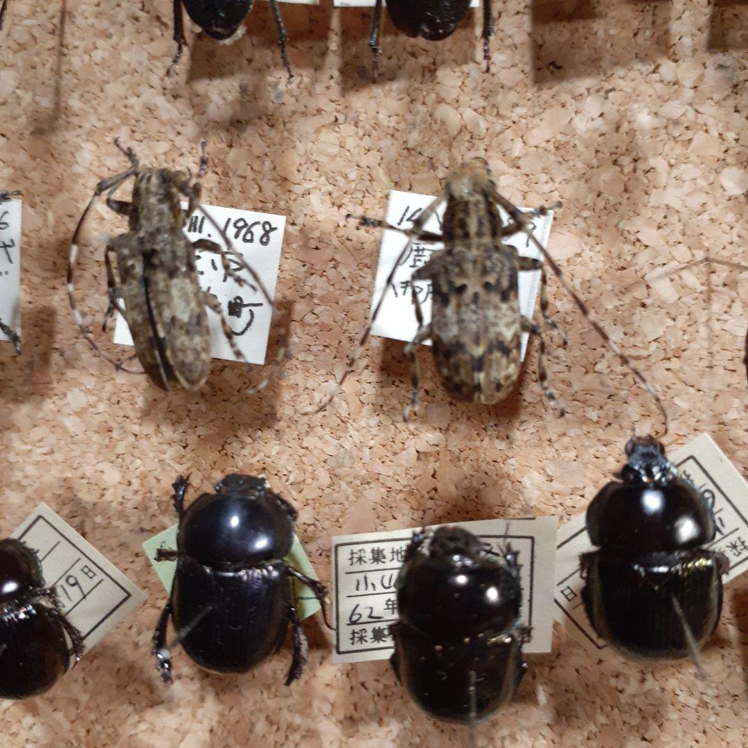 甲虫標本　カミキリムシ、オサムシほか66頭。大型ドイツ標本箱入り