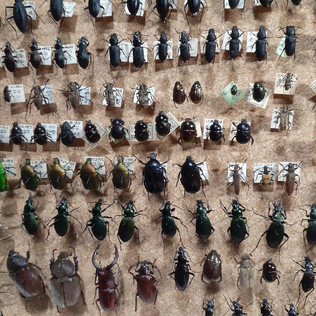 甲虫標本　カミキリムシ、オサムシほか66頭。大型ドイツ標本箱入り
